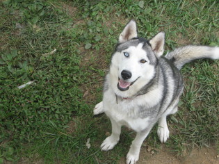 Medium Photo #1 Siberian Husky Puppy For Sale in Abingdon, VA, USA