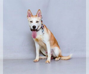 Siberian Husky Dogs for adoption in Sanford, FL, USA