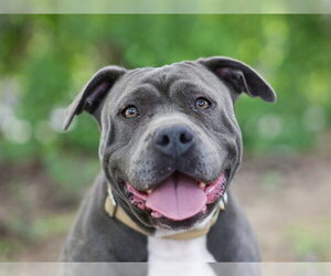 American Bulldog-Unknown Mix Dogs for adoption in Tavares, FL, USA