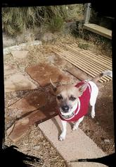 Chihuahua Dogs for adoption in Oro Valley, AZ, USA