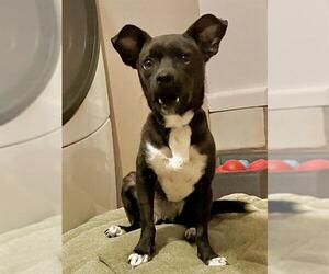 Chihuahua-Unknown Mix Dogs for adoption in San Antonio, TX, USA