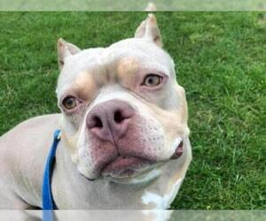 American Staffordshire Terrier Dogs for adoption in Hampton Bays, NY, USA