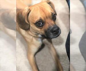 Puggle Dogs for adoption in Point Pleasant, PA, USA