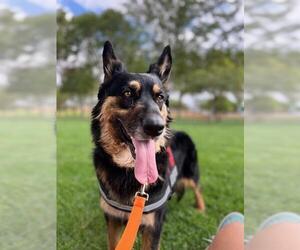 German Shepherd Dog-Unknown Mix Dogs for adoption in Las Vegas, NV, USA