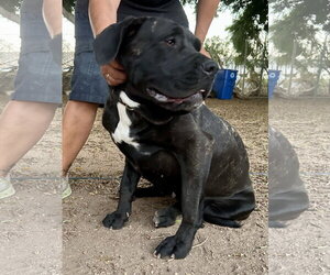 Mastiff Dogs for adoption in Goodyear, AZ, USA