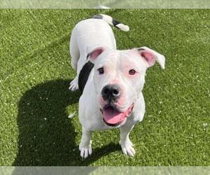 American Bulldog Dogs for adoption in Toronto, Ontario, Canada