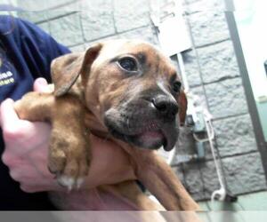 American Pit Bull Terrier Dogs for adoption in Tulsa, OK, USA