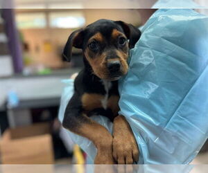 Mutt Dogs for adoption in Raleigh, NC, USA