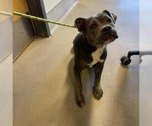 Bulldog-Unknown Mix Dogs for adoption in Modesto, CA, USA
