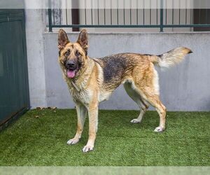 German Shepherd Dog Dogs for adoption in Pasadena, CA, USA