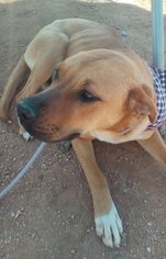 Medium Photo #1 Labrador Retriever-Unknown Mix Puppy For Sale in Apple Valley, CA, USA