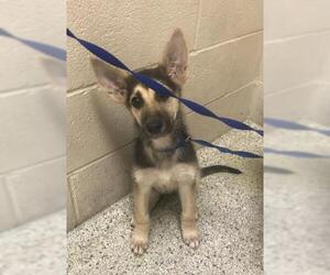 German Shepherd Dog Dogs for adoption in Conroe, TX, USA