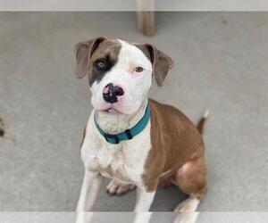 American Pit Bull Terrier Dogs for adoption in Tulsa, OK, USA