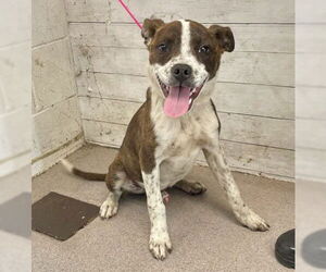 Labrador Retriever-Unknown Mix Dogs for adoption in San Bernardino, CA, USA