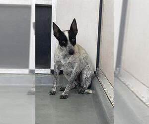 Mutt Dogs for adoption in Riverside, CA, USA