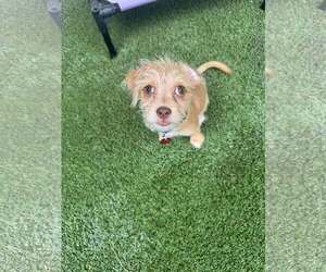 Chihuahua-Unknown Mix Dogs for adoption in Tempe , AZ, USA