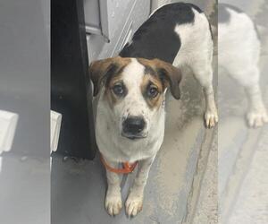 Treeing Walker Coonhound-Unknown Mix Dogs for adoption in Tallahassee, FL, USA