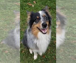 Australian Shepherd Dogs for adoption in Batavia, OH, USA