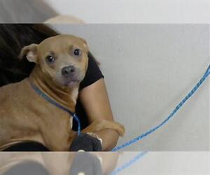 American Pit Bull Terrier-Unknown Mix Dogs for adoption in Pasadena, TX, USA