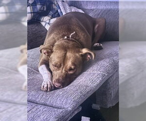 American Pit Bull Terrier Dogs for adoption in Derwood, MD, USA