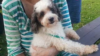 Poodle (Toy) Dogs for adoption in Smithfield, PA, USA
