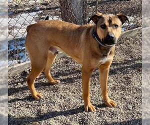German Shepherd Dog-Unknown Mix Dogs for adoption in Peoria, IL, USA