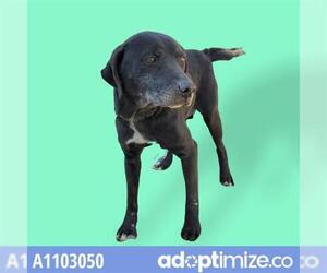Lab-Pointer Dogs for adoption in Charlotte, NC, USA