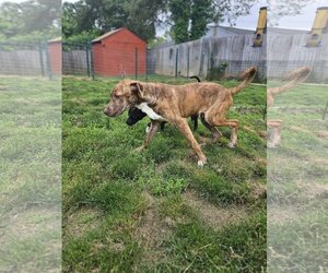 Great Dane-Unknown Mix Dogs for adoption in Silver Spring, MD, USA