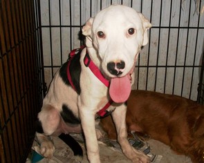 Dogo Argentino-Staffordshire Bull Terrier Mix Dogs for adoption in Perry, OK, USA