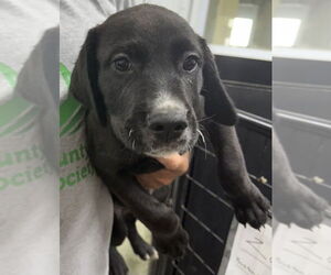 Great Pyrenees-Rottweiler Mix Dogs for adoption in Osgood, IN, USA