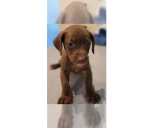 Doxle Dogs for adoption in Aurora, IN, USA