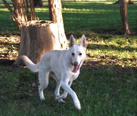 German Shepherd Dog Dogs for adoption in Great Bend, KS, USA