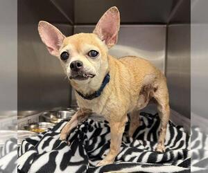 Chihuahua Dogs for adoption in San Antonio, TX, USA