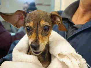 Chiweenie Dogs for adoption in Santa Fe, NM, USA
