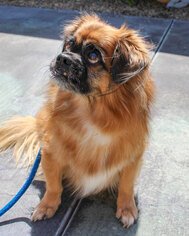 Pekingese-Tibetan Spaniel Mix Dogs for adoption in Anaheim, CA, USA
