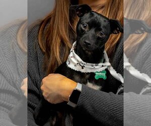 Chihuahua-Unknown Mix Dogs for adoption in Newport Beach, CA, USA