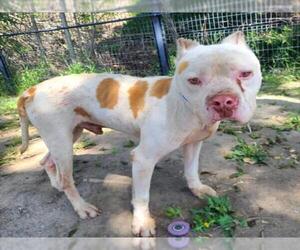 American Pit Bull Terrier-Unknown Mix Dogs for adoption in Long Beach, CA, USA