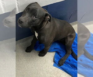 Saint Bernard-Unknown Mix Dogs for adoption in Sterling, MA, USA