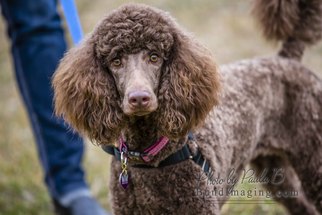 Medium Photo #1 Poodle (Standard) Puppy For Sale in Bowmanville, , USA