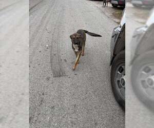 German Shepherd Dog-Unknown Mix Dogs for adoption in Houston, TX, USA