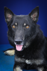 German Shepherd Dog-Unknown Mix Dogs for adoption in Tupelo, MS, USA