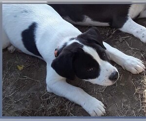 Borador Dogs for adoption in Cincinnati, OH, USA