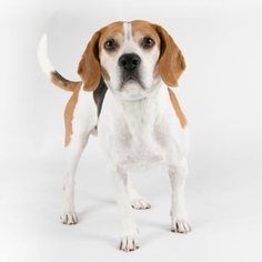 Medium Photo #1 Beagle Puppy For Sale in Apple Valley, CA, USA