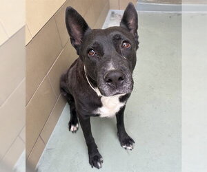 Labrador Retriever-Unknown Mix Dogs for adoption in Riverside, CA, USA