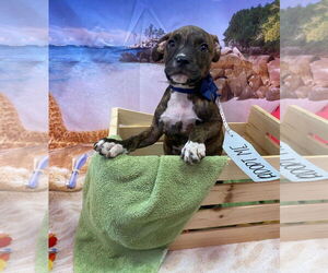 Bullboxer Pit Dogs for adoption in Sanford, FL, USA