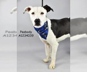 American Pit Bull Terrier-Unknown Mix Dogs for adoption in Bakersfield, CA, USA