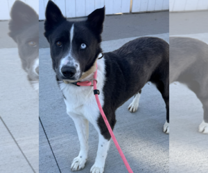 Australian Shepherd-Unknown Mix Dogs for adoption in Newport Beach, CA, USA