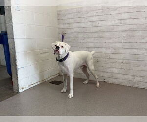 Boxer Dogs for adoption in San Bernardino, CA, USA