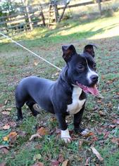 Basston Dogs for adoption in Maryville, TN, USA