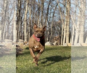 Bullboxer Pit Dogs for adoption in Sykesville, MD, USA
